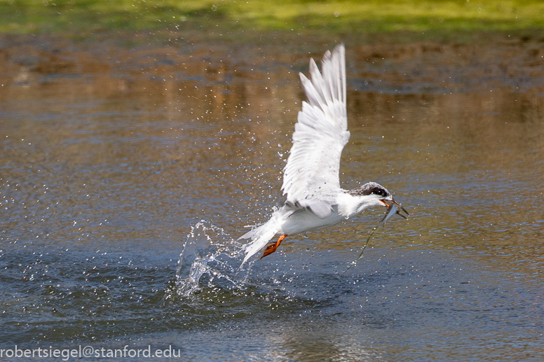 shoreline park